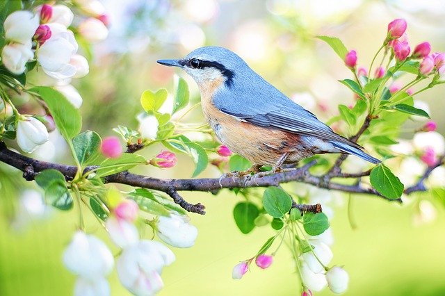 blauer Frühlingsvogel
