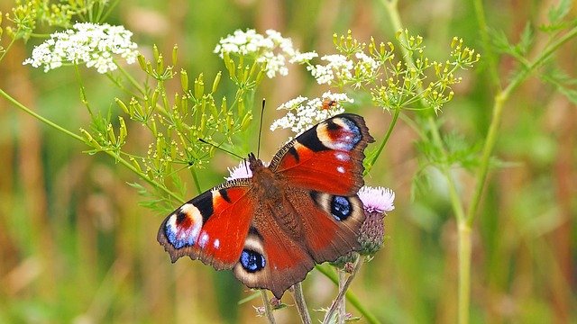 Schmetterling